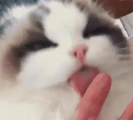 主人撕完青椒忘记洗手,布偶猫舔了一口后,表情令网友哭笑不得 主人撕完青椒忘记洗手,布偶猫舔了一口后,表情令网友哭笑不得