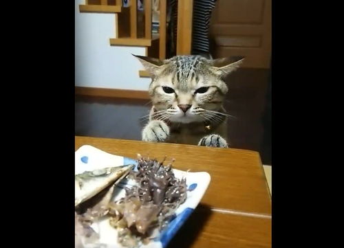  猫咪想吃鱼又怕挨骂犹豫超久下定决心突击瞬间吃瘪