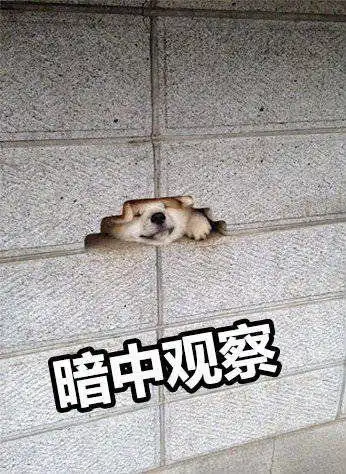 张若昀哈士奇表情包暗中