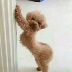 告白气球少儿不宜版 告白气球少儿不宜版