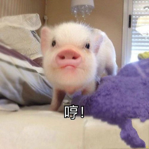  猪猪表情包来啦,来收图,把你猪手慢慢交给我,放下心中的困惑