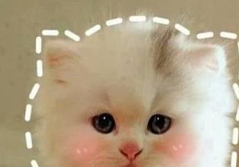  猫主子的脑回路,铲屎官永远都搞不懂铲屎官我养的什么沙雕猫