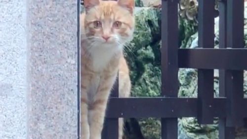  来找小橘猫的小橘爸爸,颜值还有点高,就是太吵了
