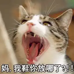 自从养了猫,从此再也不愁没表情包了 自从养了猫,从此再也不愁没表情包了