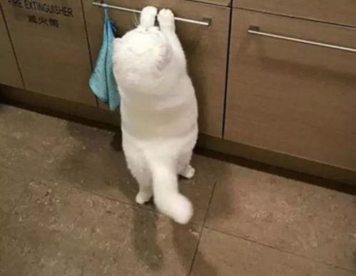  猫咪吃独食,另一只猫急得跳脚,小船说翻就翻