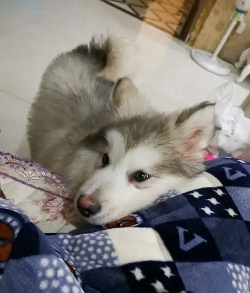 阿拉斯加为了求抱抱,它开始讲究策略了,狗直说没用 阿拉斯加为了求抱抱,它开始讲究策略了,狗直说没用