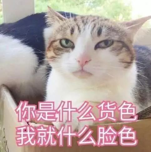  萌系表情包搞笑的小猫咪成为了表情包