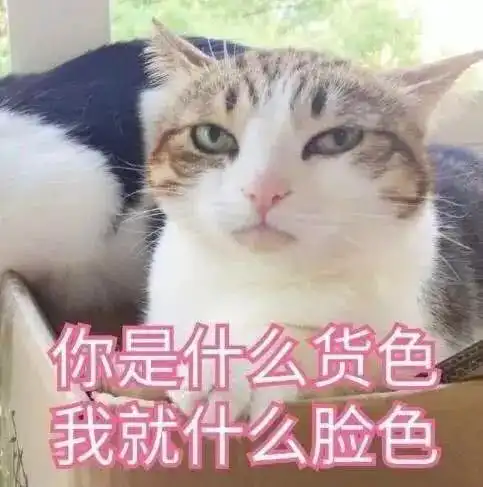 萌系表情包搞笑的小猫咪成为了表情包 萌系表情包搞笑的小猫咪成为了表情包