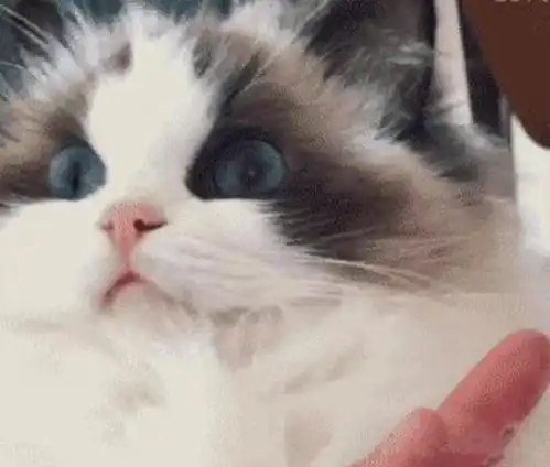 主人刚切完辣椒,布偶猫立马上前舔手,舔两口后这表情,影帝稳了 主人刚切完辣椒,布偶猫立马上前舔手,舔两口后这表情,影帝稳了