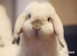  现代养兔业发展趋势