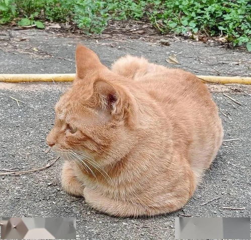  流浪橘猫蹭饭竟蹭出一套豪华小木屋,它们也值得一个家