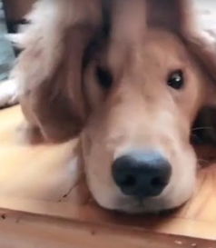 金毛替儿子认错,主人的招数已经不好用了,金毛妈妈表情太萌 金毛替儿子认错,主人的招数已经不好用了,金毛妈妈表情太萌