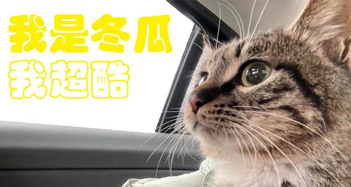 猫咪哭表情包养猫