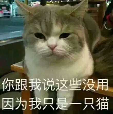 一条全是小猫咪的表情包保证看完每张都想保存 一条全是小猫咪的表情包保证看完每张都想保存
