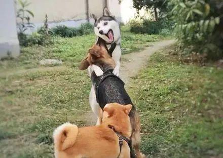 哈士奇跟德牧打架,每一张都是表情包 哈士奇跟德牧打架,每一张都是表情包