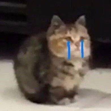  表情包杂集猛狗哭泣