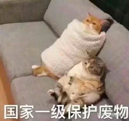  作为一个近期突然感兴趣才入坑阴阳师的人,前期怎么养
