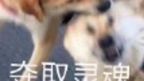  夺命配音塞班在哪