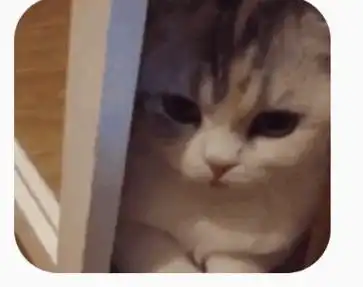 求一张猫的动图表情包 求一张猫的动图表情包