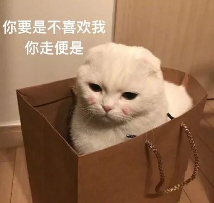 来吧畜牲猫咪表情图片