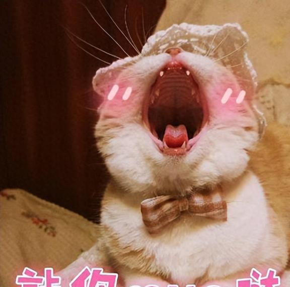  猫咪把你当亲妈的8大表现,占4条以上,说明它爱死你了