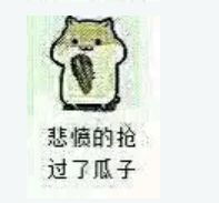  嗑瓜子的松鼠表情包