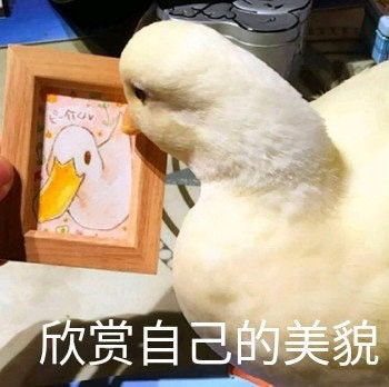  表情包你可真能作