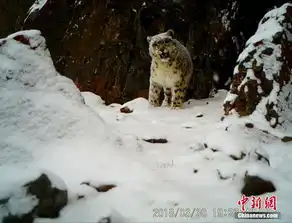 雪豹表情包珍稀野生动物