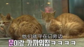  单身勿进猫猫狗狗的花式秀恩爱,小心虐死你