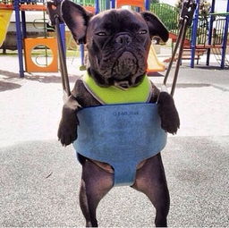 有意思吧愚蠢的人类啊,请听听我内心的呼喊吧 有意思吧愚蠢的人类啊,请听听我内心的呼喊吧