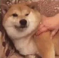  搞笑表情包你脑袋里装的都是屎吗
