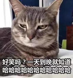  一大波猫咪表情包正在来袭,要斗图的拿走不谢