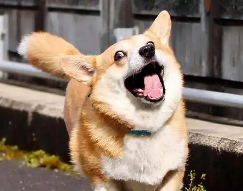 林永健牛头梗表情包睡袍