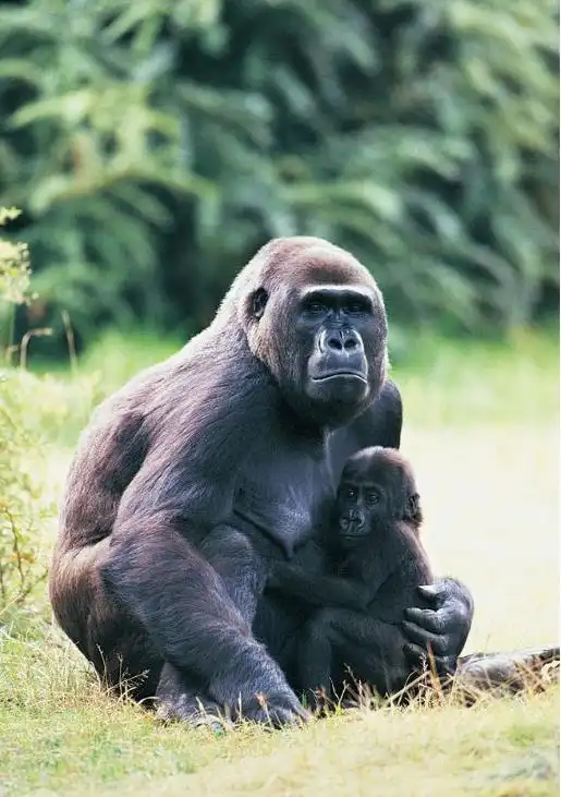 猩猩与流浪狗的爱情,网友那狗子还会害羞真爱啊 猩猩与流浪狗的爱情,网友那狗子还会害羞真爱啊