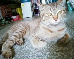  橘猫一到学生寝室就假摔碰瓷,只想混点鱼干,却被做成了表情包