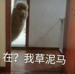  送你怼哭女朋友的表情包,来啊造作啊,互相伤害,单身狗绕道