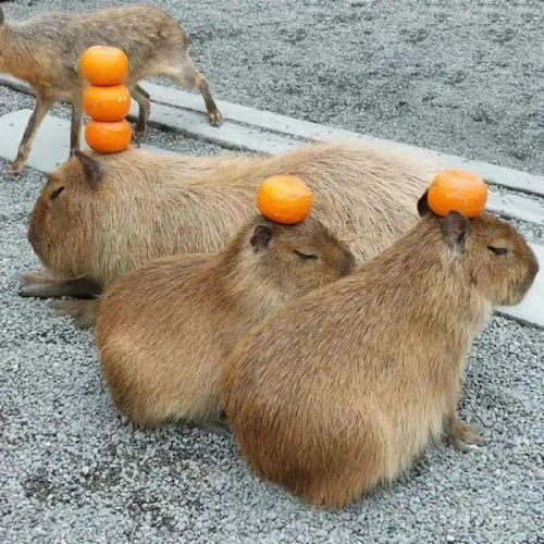 为求情绪稳定,年轻人养水豚十几万一只,做牛马伺候,身心俱疲 为求情绪稳定,年轻人养水豚十几万一只,做牛马伺候,身心俱疲