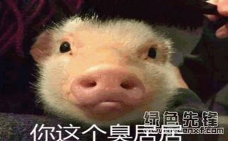  大笨居qq表情包大笨居表情素材v1.0最新版