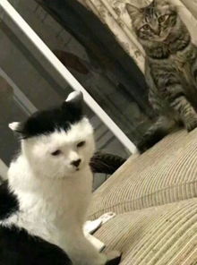  对于猫咪的丑颜,猫咪主人肯定不会一人独享