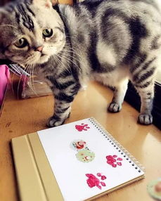  一位网友家的猫因为一双下垂眼,无时无刻都是这样的表情,感觉好委屈