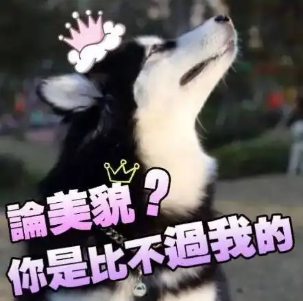 斗图表情包乌龟必备