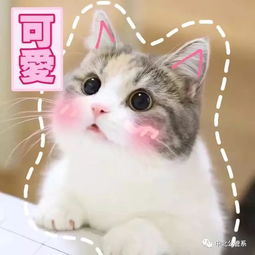 丹阳抢先看,小可爱们进来看呀嘻嘻嘻