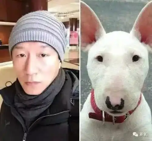 林永健牛头梗表情包化身