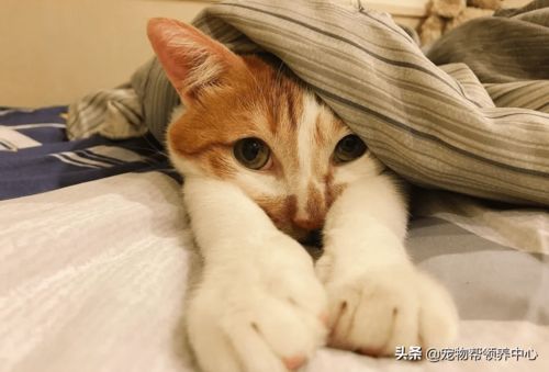  猫咪被吓的竟飞扑到男主人怀里,表情委屈,惹人怜爱