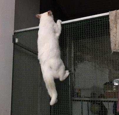  猫咪爬上铁丝网,想溜出去玩耍,被主人一把抓下来,它的表情亮了