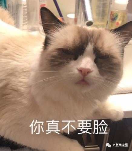  这是一波各种猫咪不屑表情包的集锦,总有一个是你想要的