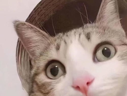 猫一天吃多少猫粮科学喂养公式如果看不懂,就参照大概值吧