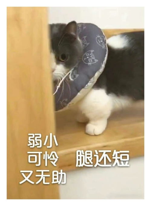  表情包一组有趣的表情包48期