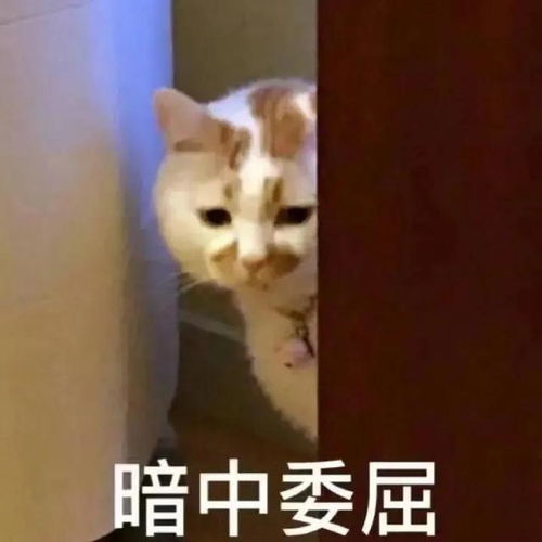 努力的表情包可爱图片亲