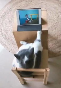  猫界的大佬,跷二郎腿看猫和老鼠,网友最后表情想膜拜